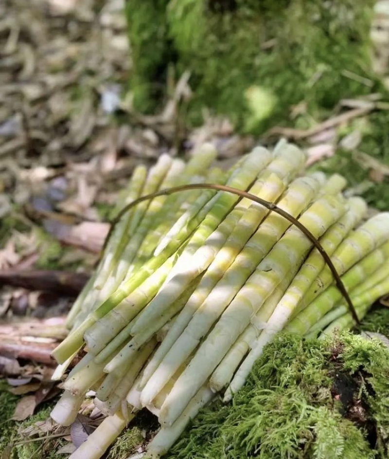 茶秧方竹笋销售
