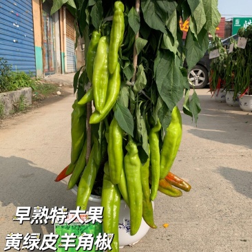 洛椒77号(A型)早熟色黄绿外观亮丽果型粗长丰产品质优