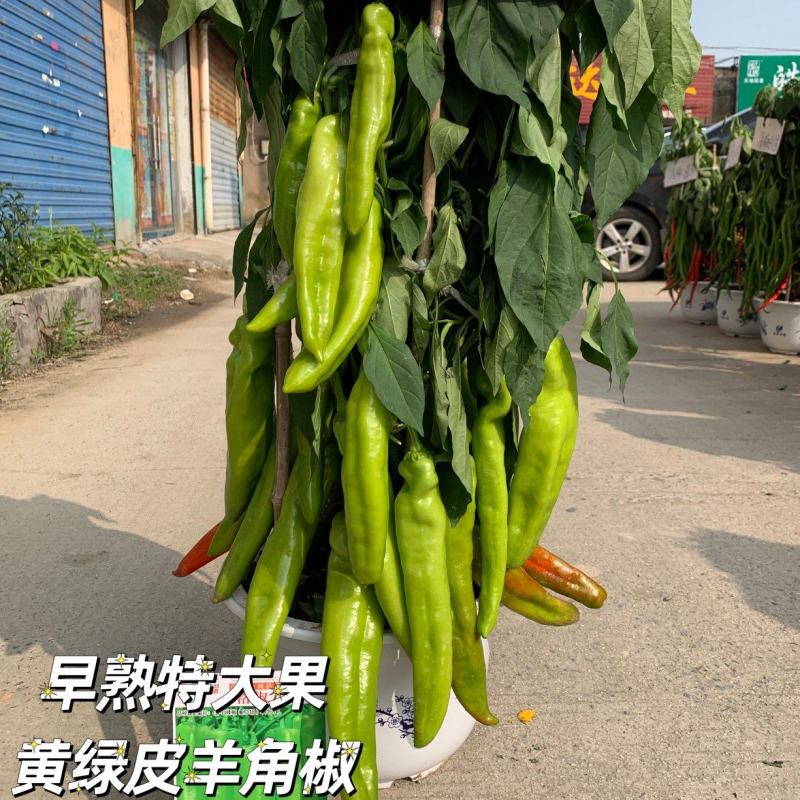 洛椒77号（A型）早熟色黄绿外观亮丽果型粗长丰产品质优
