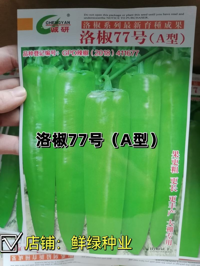 洛椒77号（A型）早熟色黄绿外观亮丽果型粗长丰产品质优