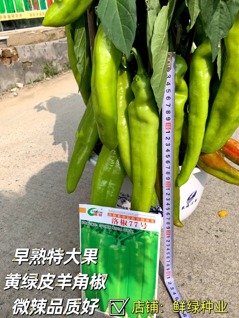 洛椒77号（A型）早熟色黄绿外观亮丽果型粗长丰产品质优