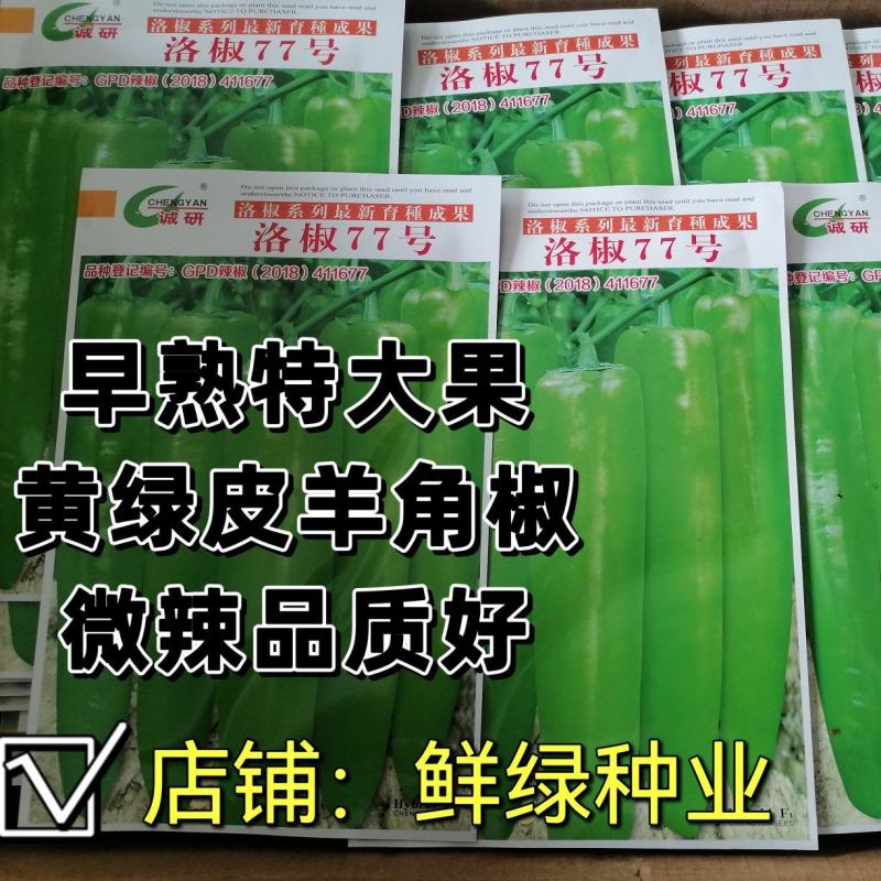 洛椒77号（A型）早熟色黄绿外观亮丽果型粗长丰产品质优