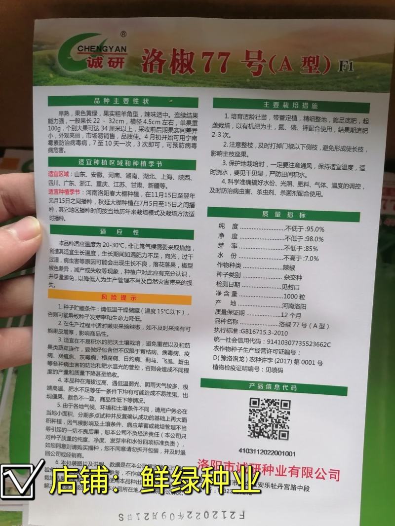 洛椒77号（A型）早熟色黄绿外观亮丽果型粗长丰产品质优