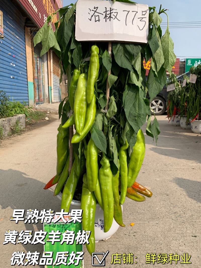 洛椒77号（A型）早熟色黄绿外观亮丽果型粗长丰产品质优