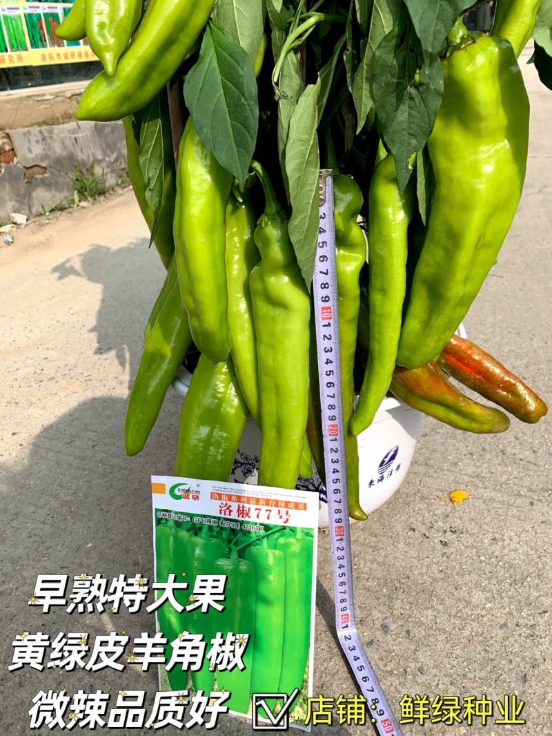 洛椒77号（A型）早熟色黄绿外观亮丽果型粗长丰产品质优
