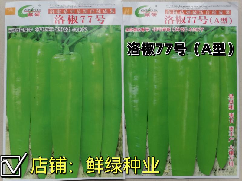 洛椒77号（A型）早熟色黄绿外观亮丽果型粗长丰产品质优