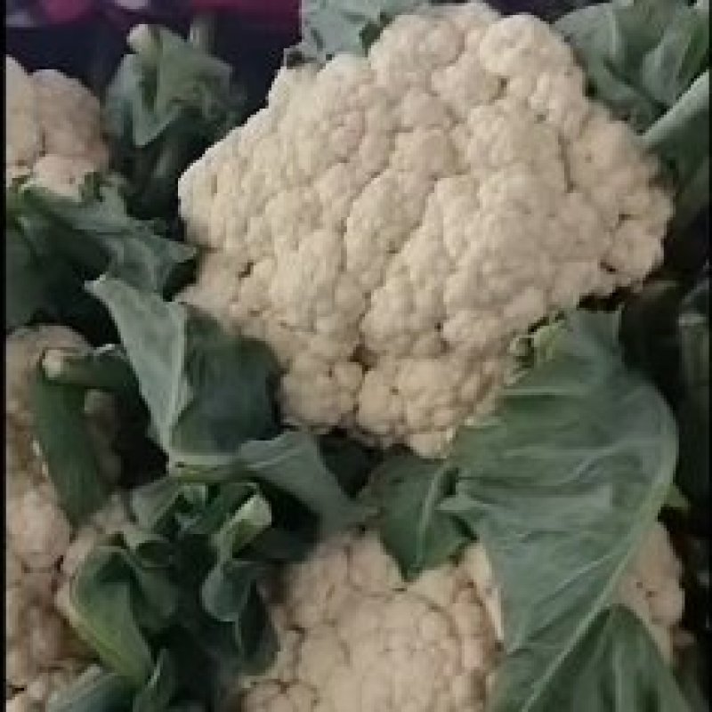 邯郸本地大叶菠菜大量现货，价格便宜，欢迎致电