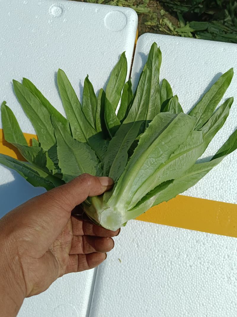 邯郸本地大叶菠菜大量现货，价格便宜，欢迎致电