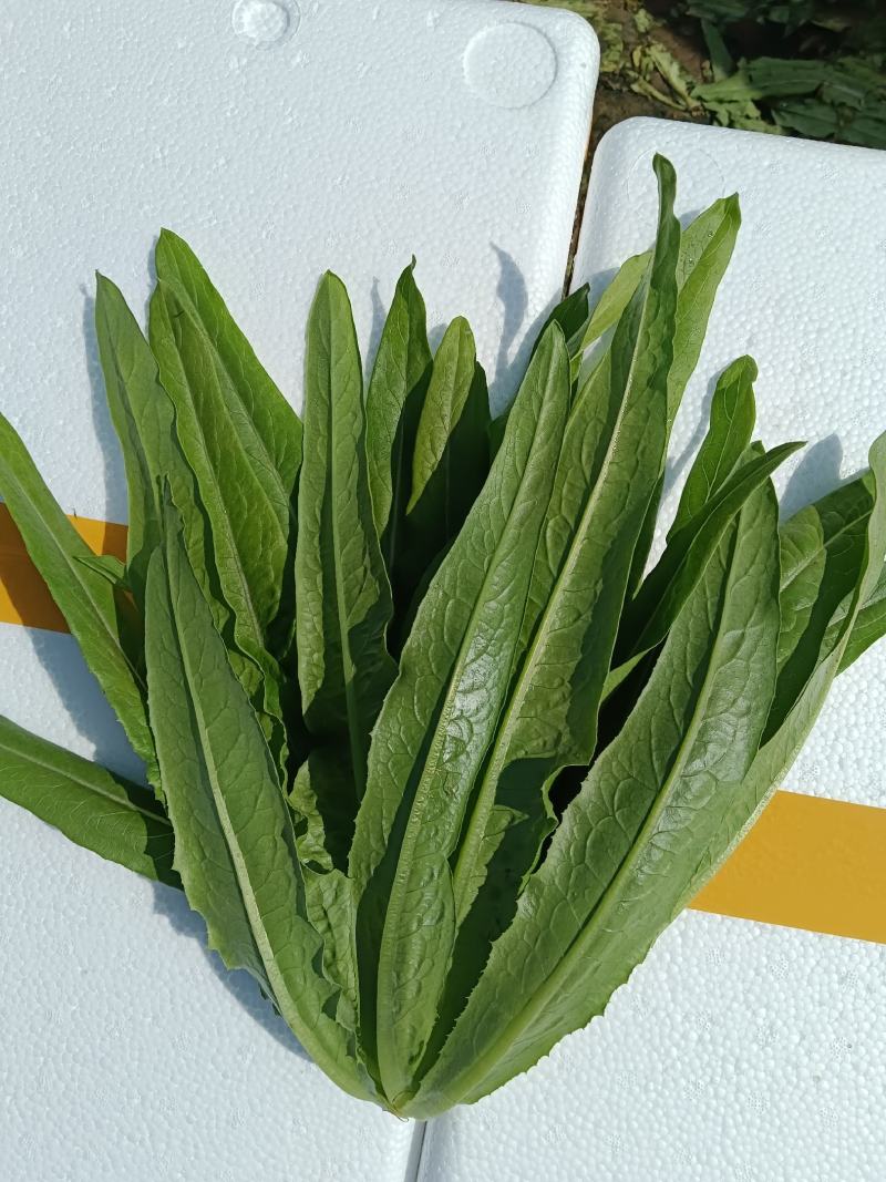 邯郸本地大叶菠菜大量现货，价格便宜，欢迎致电