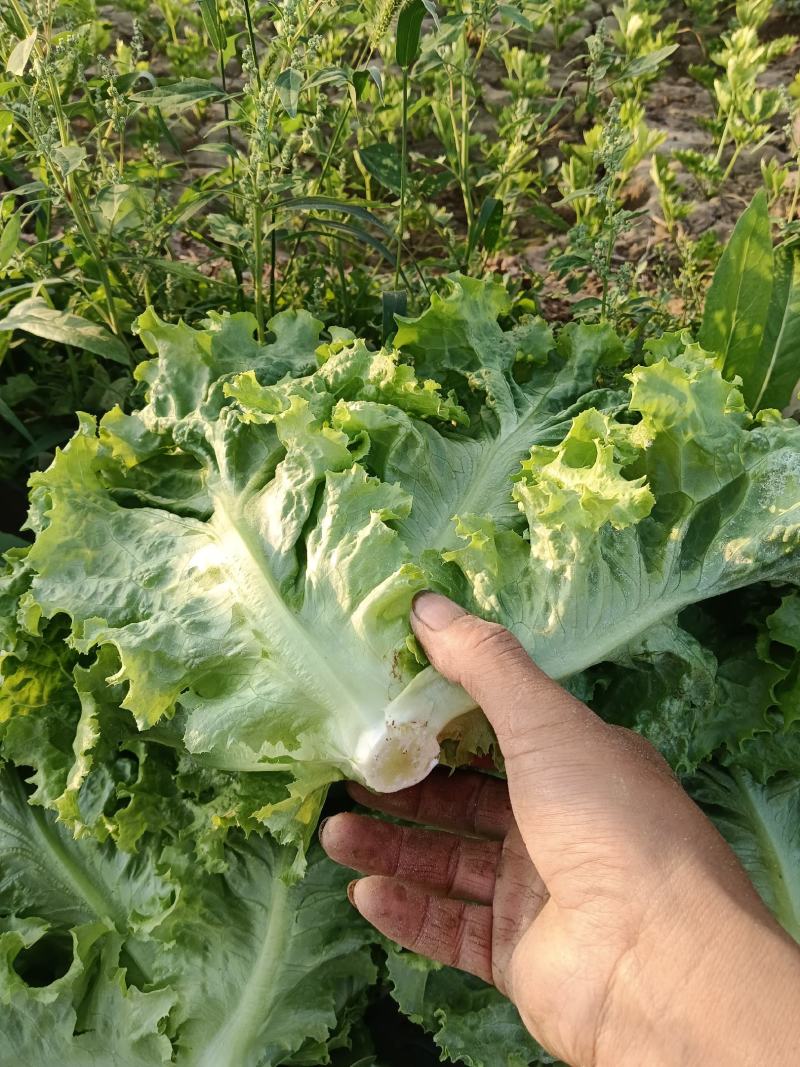 邯郸本地大叶菠菜大量现货，价格便宜，欢迎致电