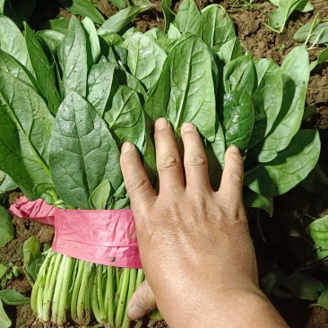 邯郸本地大叶菠菜大量现货，价格便宜，欢迎致电