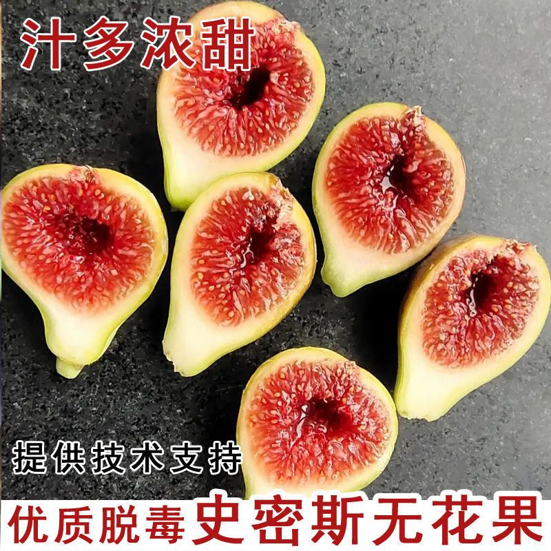 砂糖无花果树苗盆栽地栽无花果树苗南方北方种植当年结果
