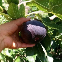 地栽无花果树苗日本紫果无花果苗当年结果紫果苗南方北方种植