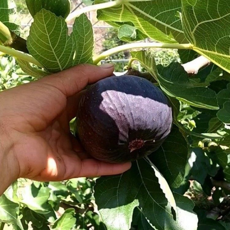 地栽无花果树苗日本紫果无花果苗当年结果紫果苗南方北方种植