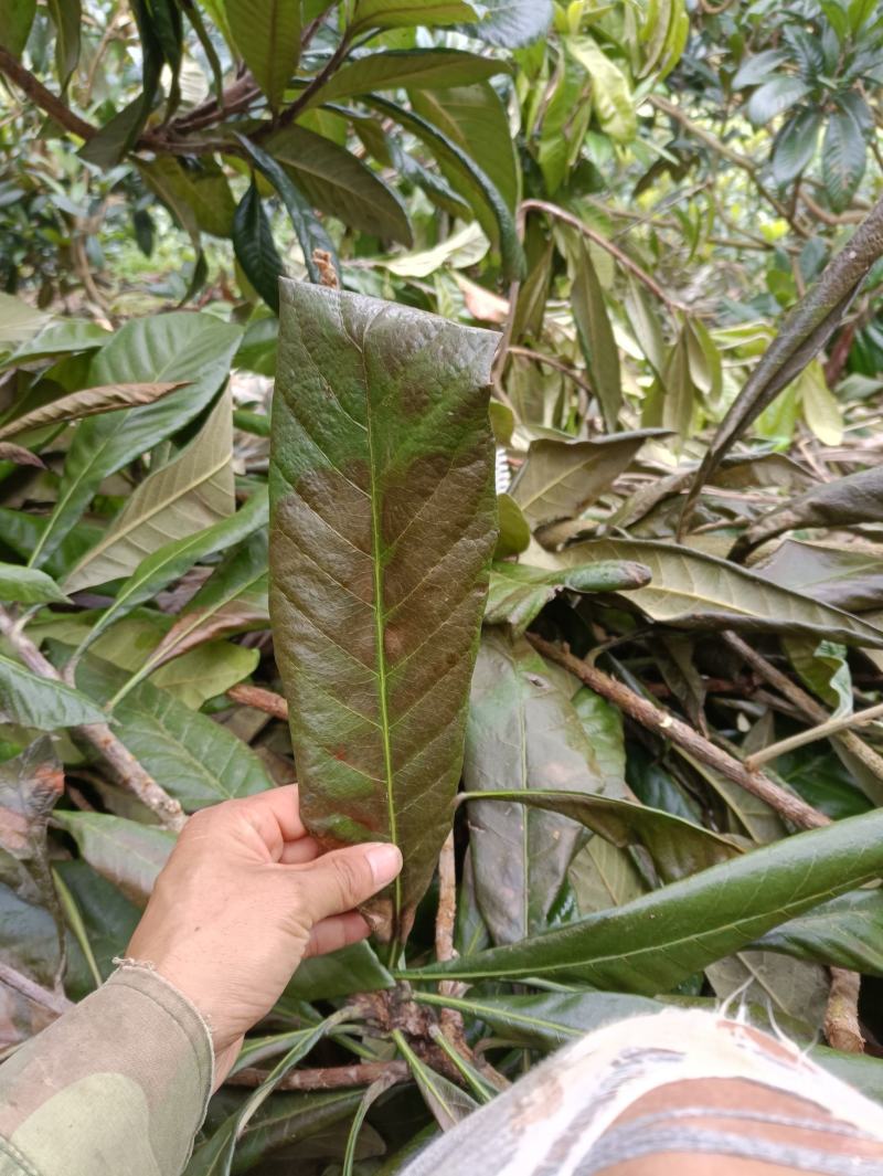 云南蒙自市优质中药材-枇杷叶，蒙自市种植面积上万亩。