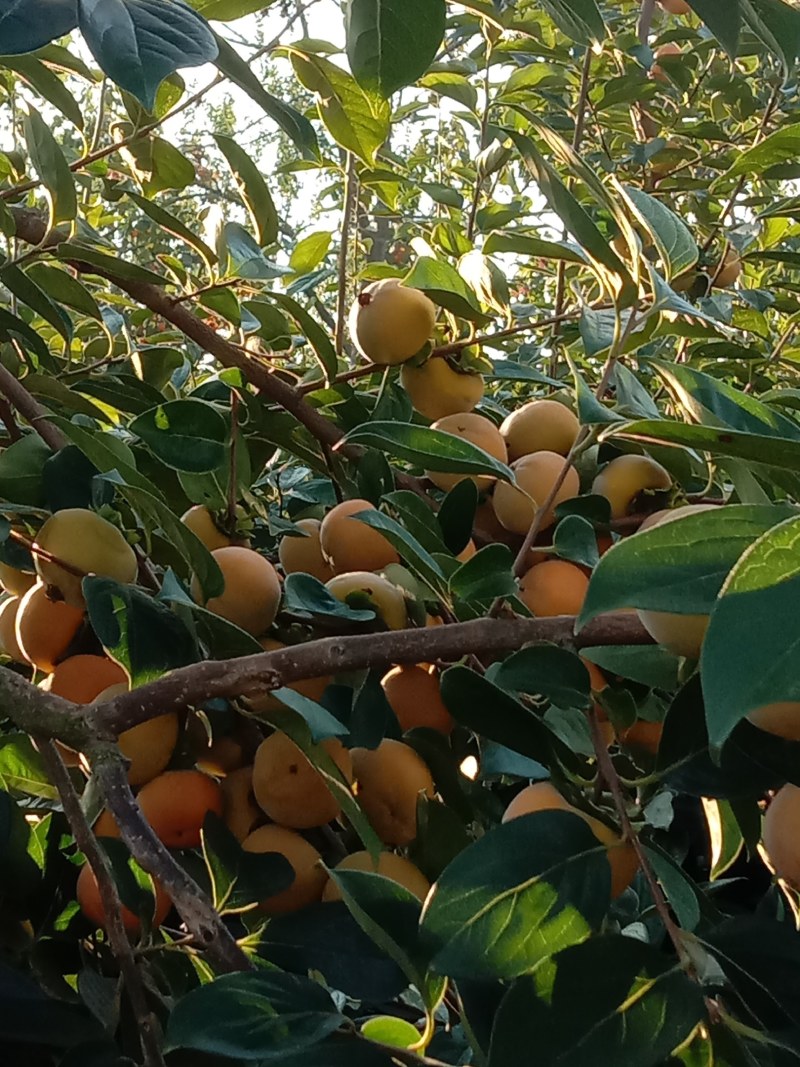 眉县好柿