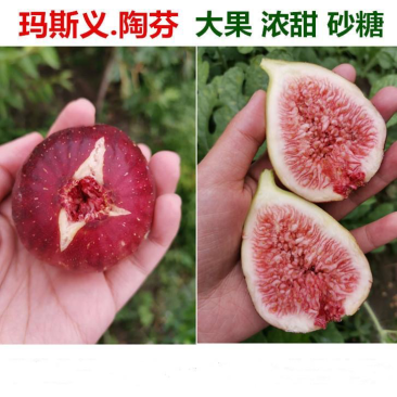果树苗黑色使命无花果苗玛义斯陶芬无花果树苗地栽南北方种植