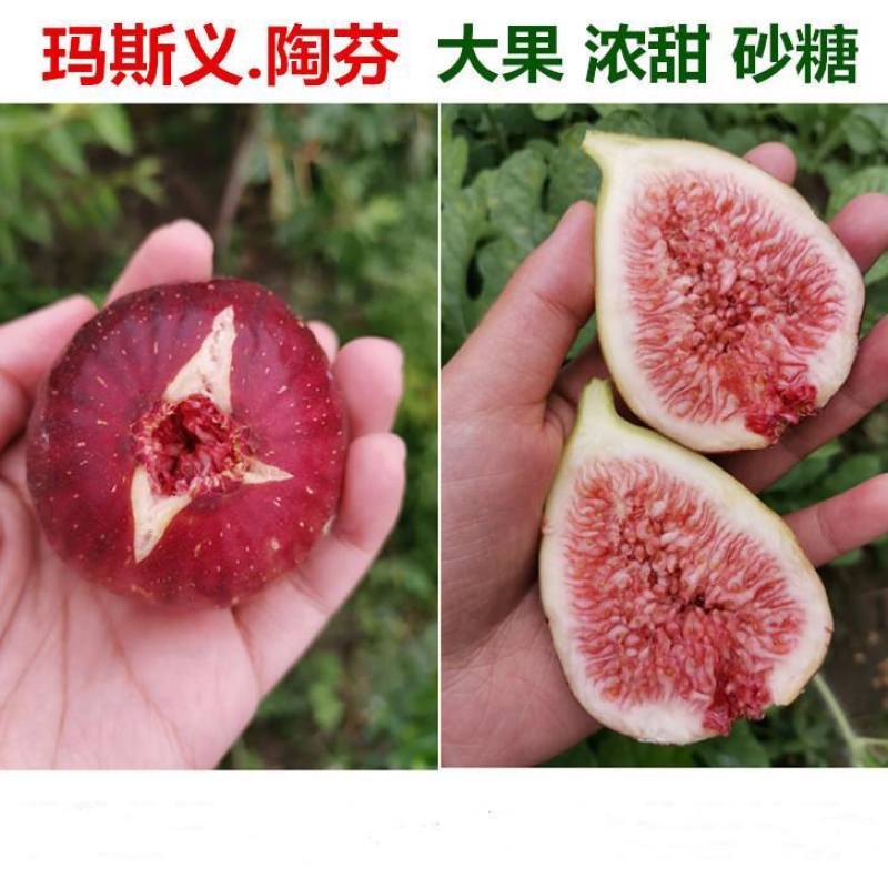 果树苗黑色使命无花果苗玛义斯陶芬无花果树苗地栽南北方种植