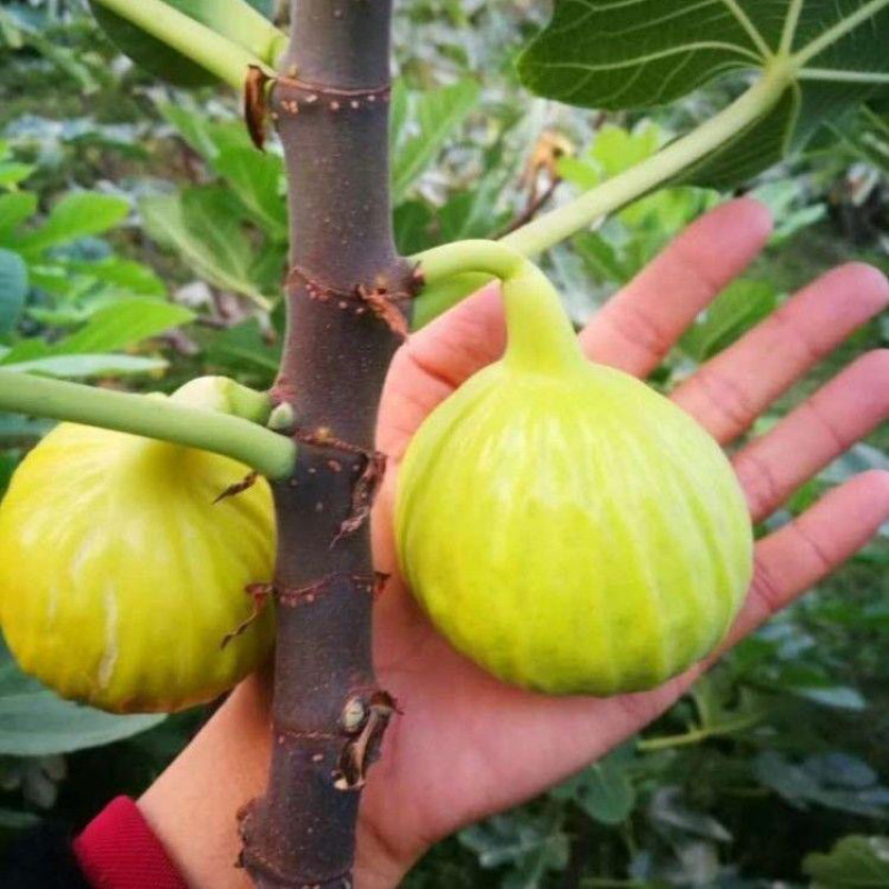 果树苗黑色使命无花果苗玛义斯陶芬无花果树苗地栽南北方种植
