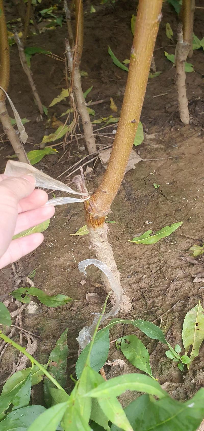 胭脂红桃苗品种纯正根系发达现挖现发保湿发货