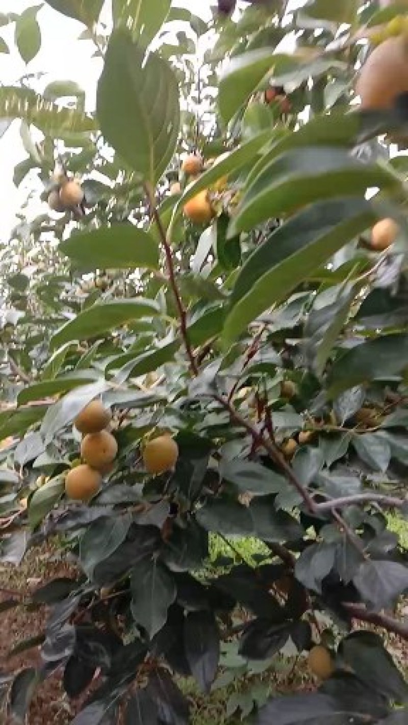 眉县好柿