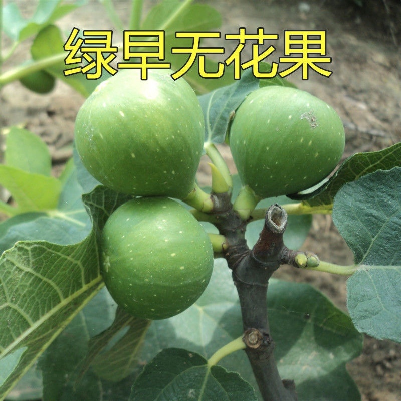 果树苗无花果树苗卡独太丰产黄无花果苗黄色卡独太无花果苗
