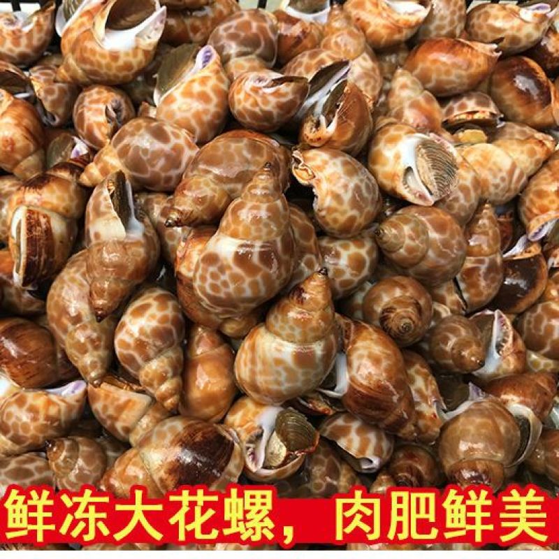 （东风螺）新鲜活冻花螺小海螺饱满无沙香螺贝壳海鲜捞汁食材