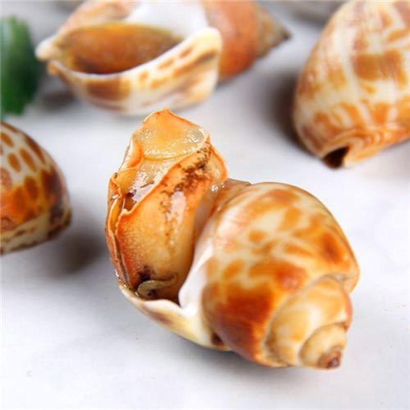 （东风螺）新鲜活冻花螺小海螺饱满无沙香螺贝壳海鲜捞汁食材
