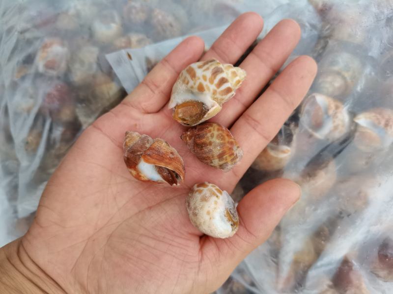 （东风螺）新鲜活冻花螺小海螺饱满无沙香螺贝壳海鲜捞汁食材