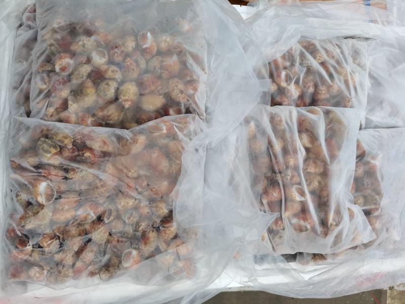 （东风螺）新鲜活冻花螺小海螺饱满无沙香螺贝壳海鲜捞汁食材