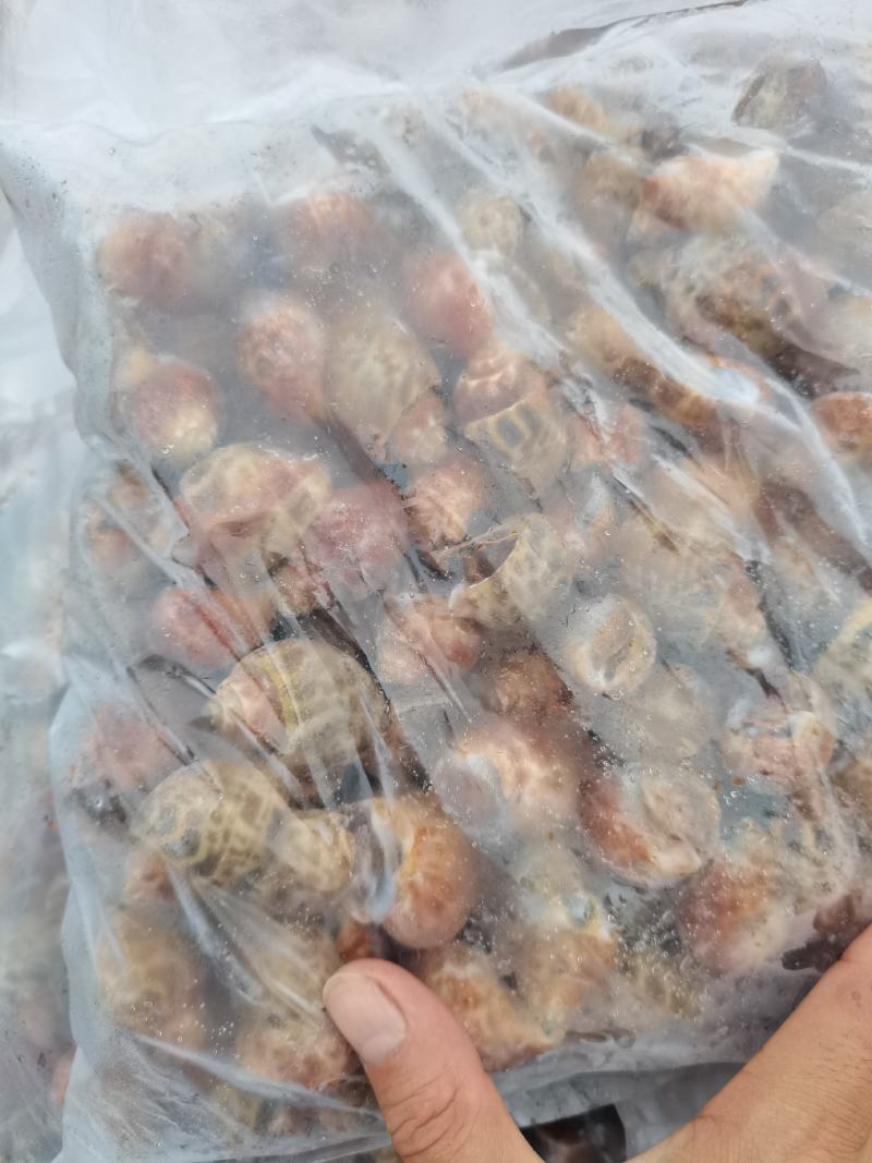 （东风螺）新鲜活冻花螺小海螺饱满无沙香螺贝壳海鲜捞汁食材