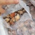 （东风螺）新鲜活冻花螺小海螺饱满无沙香螺贝壳海鲜捞汁食材
