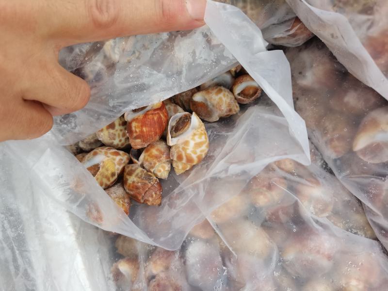 （东风螺）新鲜活冻花螺小海螺饱满无沙香螺贝壳海鲜捞汁食材