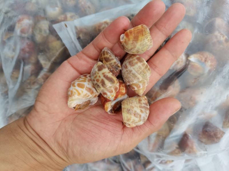 （东风螺）新鲜活冻花螺小海螺饱满无沙香螺贝壳海鲜捞汁食材