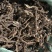 野生石菖蒲干货