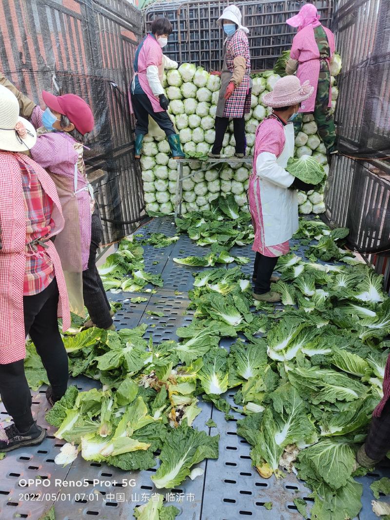 白菜上市了
