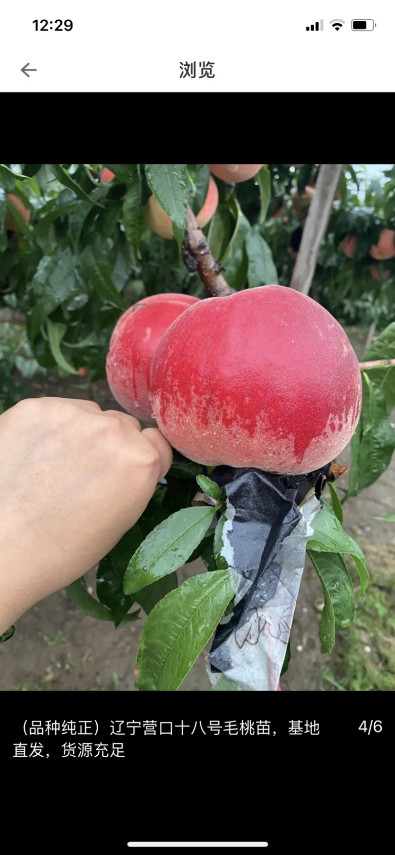 红桃树苗果红桃嫁接桃苗当年结果南方北方种植