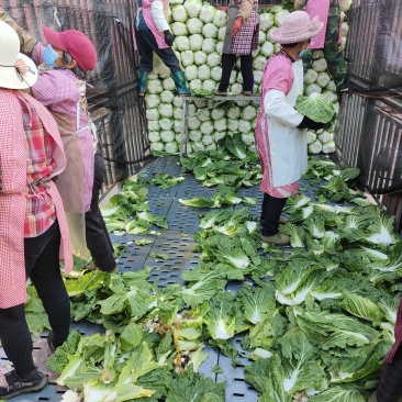 白菜上市了