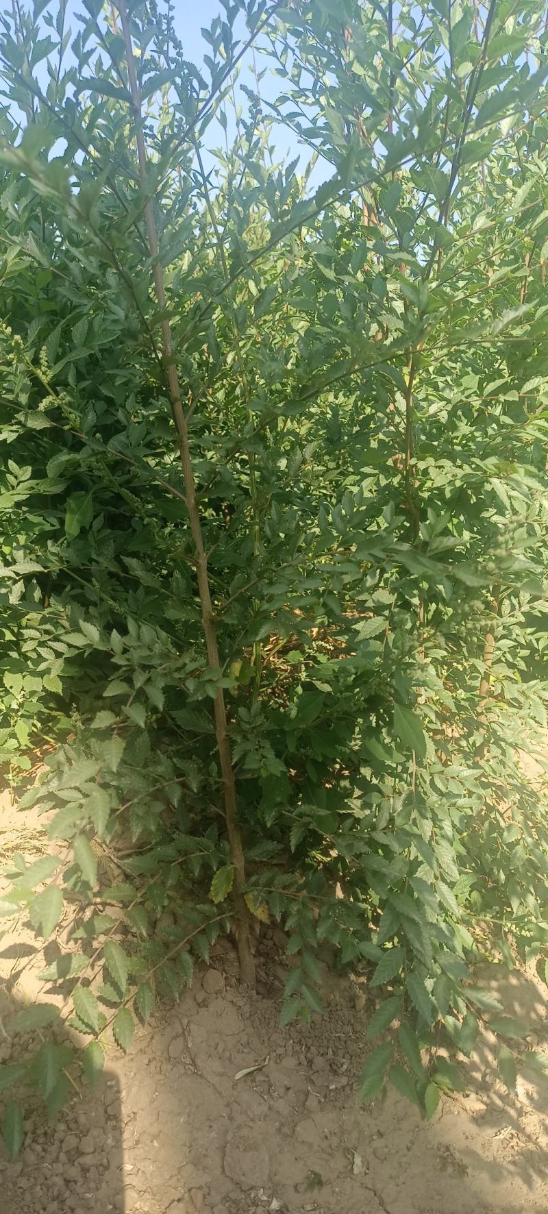 一年生榆树苗，各种规格都有，自产自销，手续齐全，供应量大