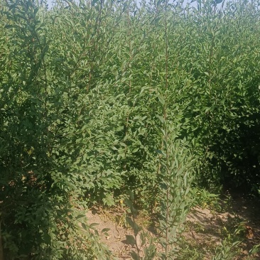 一年生榆树苗，各种规格都有，自产自销，手续齐全，供应量大