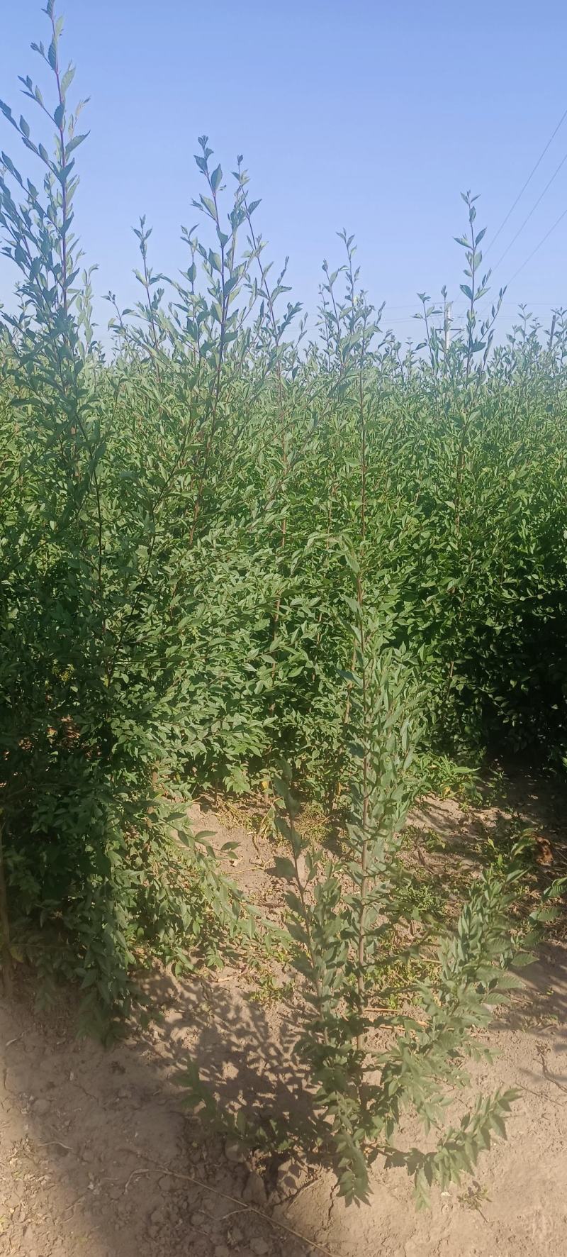 一年生榆树苗，各种规格都有，自产自销，手续齐全，供应量大