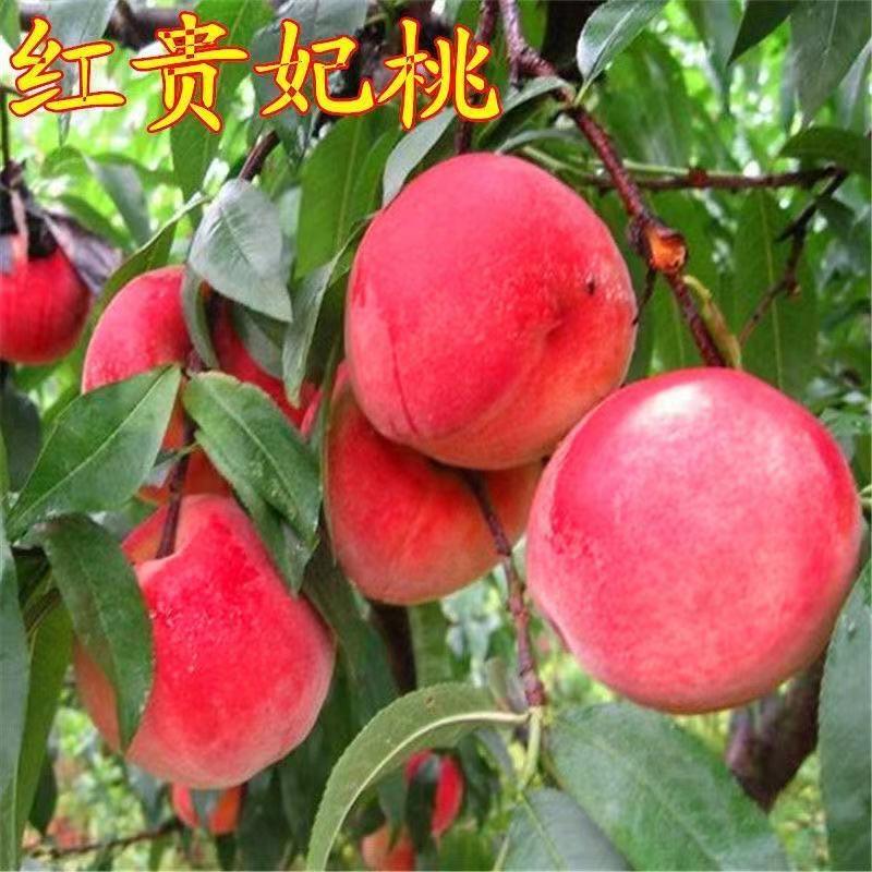 晚熟桃新品种—傲雪冬桃嫁接桃树苗巨红冬桃苗南北方种