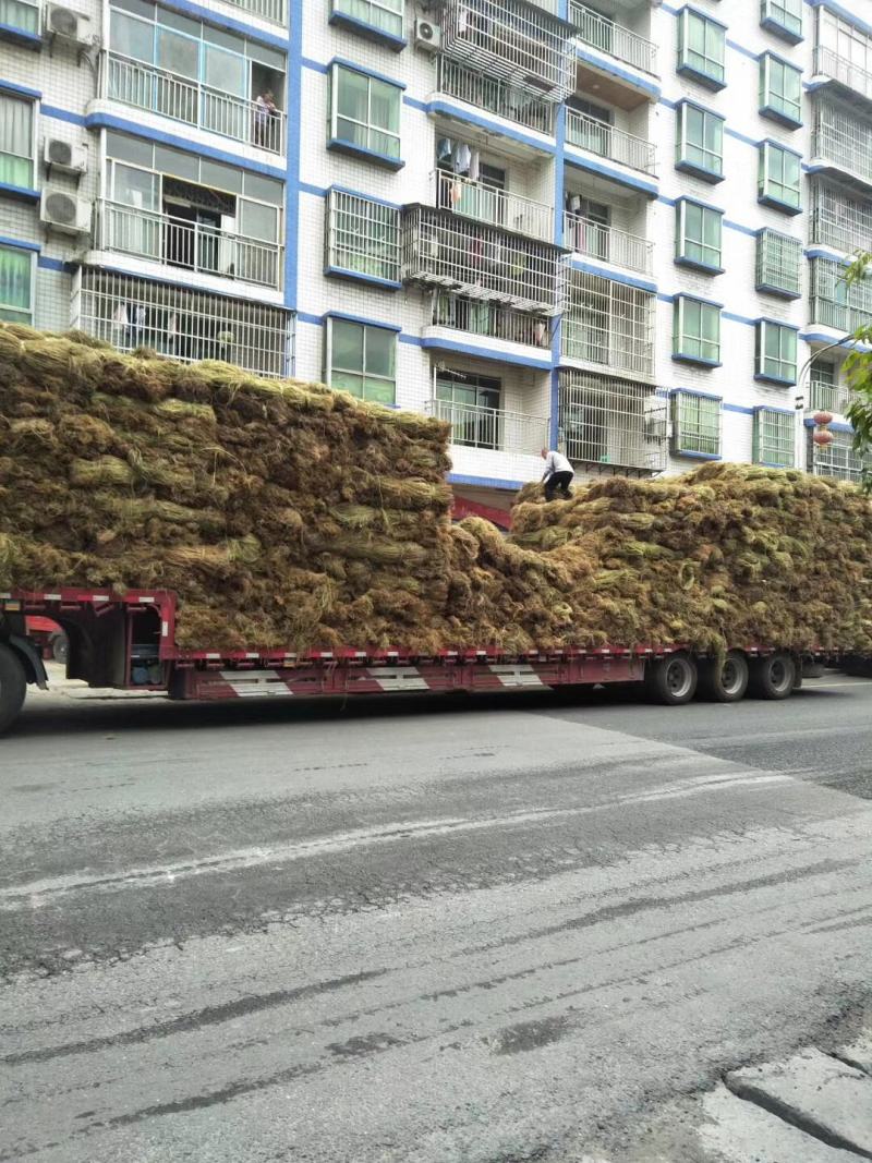 苎麻，青麻，纯手工苎麻