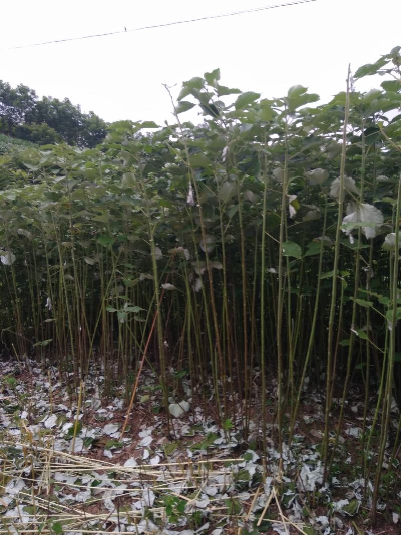 苎麻，青麻，纯手工苎麻