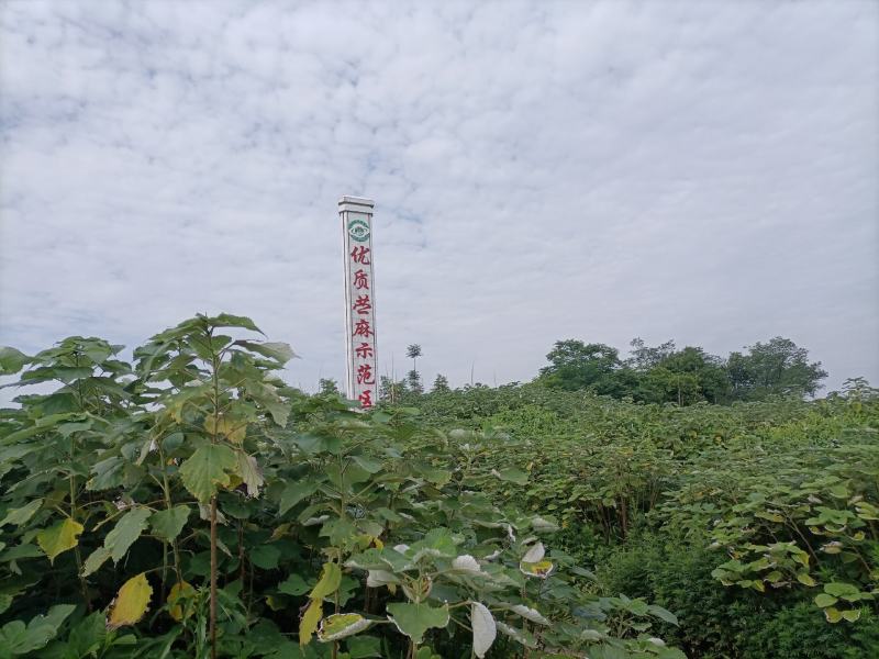 苎麻，青麻，纯手工苎麻