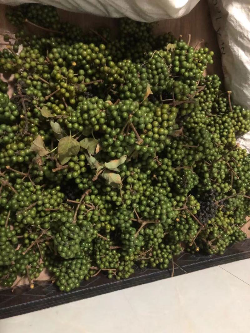 黄柏种子