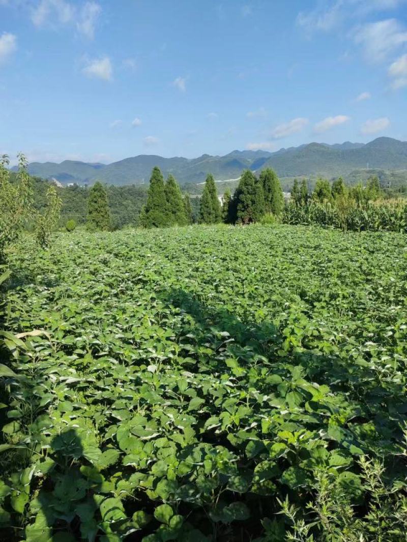 苎麻，青麻，纯手工苎麻