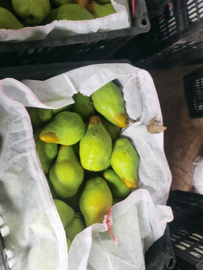 贵妃梨