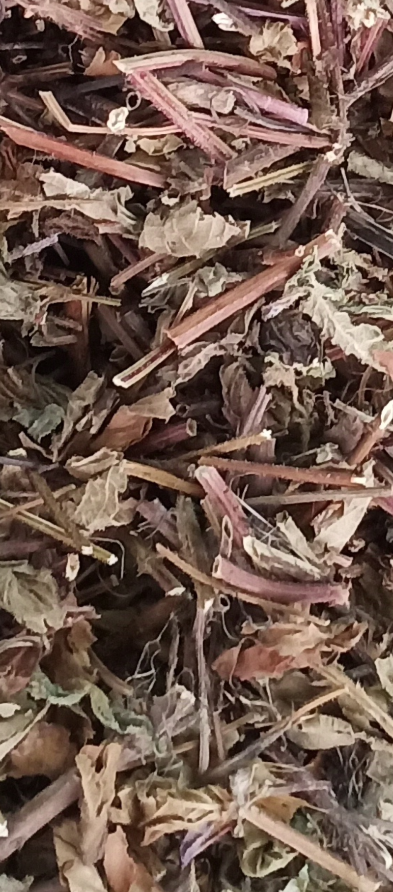 凉粉草