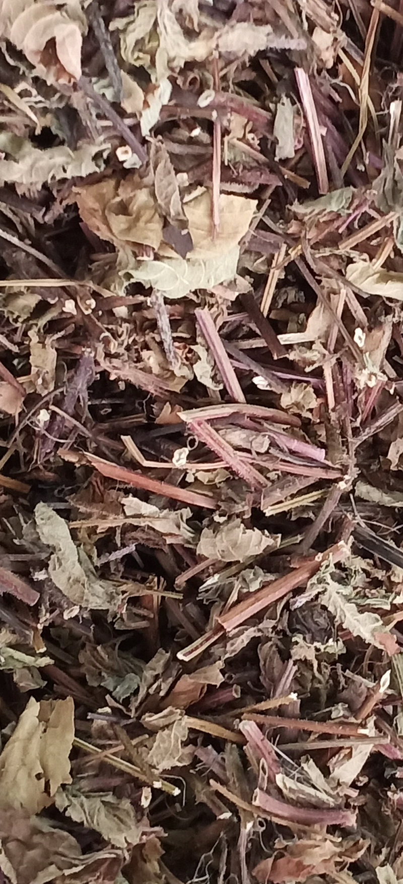 凉粉草